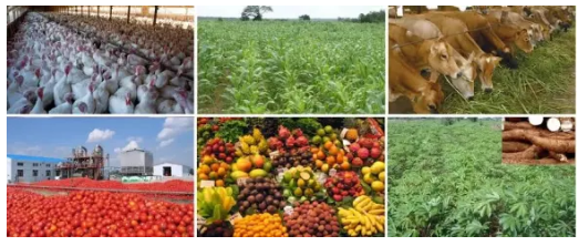 List And Explain Five Agricultural Marketing Activities